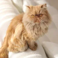 سوپر پرشین فلت ماده اصیل