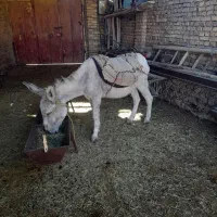 بک راس اولاغ