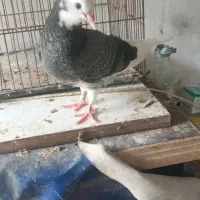 کبوتر جوجه سنگین پرش ضمانتی