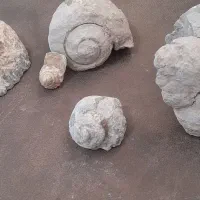 فروش فسیل صدف وحلزون|کلکسیون اشیاء عتیقه|مرودشت, بهارستان|دیوار