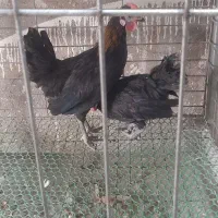 نیمچه خروس رزکامپ