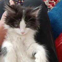 گربه نژاددار بسیار زیبا و بازیگوش