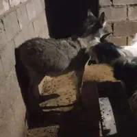 کره خر ماده گله اصل|حیوانات مزرعه|مسجد سلیمان, |دیوار