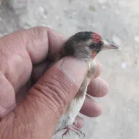 سره نرو ماده .قناری|پرنده|ری, ولی آباد|دیوار