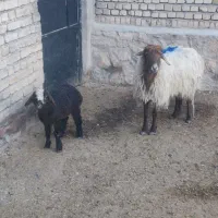 2عدد میش جوون