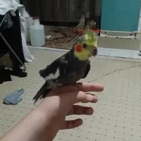 عروس هلندی نر