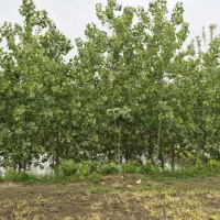 فروش-زمین-230متری-مسکونی