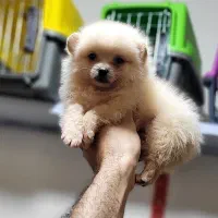 توله پامرانین خرسی