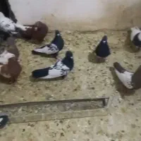 رنگی فیروزاباد|پرنده|شیراز, احمدآباد|دیوار