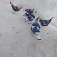 بوقلمون فروش