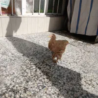 مرغ|حیوانات مزرعه|شیراز, لب آب|دیوار