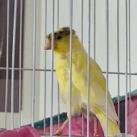 قناری ماده سالم