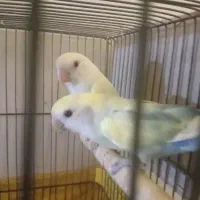 عروس کوتوله