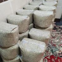 عدس درجه یک امسال