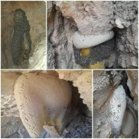 دهکده عسل برازجان|خوردنی و آشامیدنی|برازجان, |دیوار