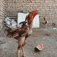 تعدادی مرغ و خروس لاری