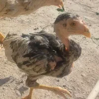 لاری|حیوانات مزرعه|قم, جمکران|دیوار