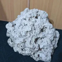 سنگ مرجان خیلی بزرگ