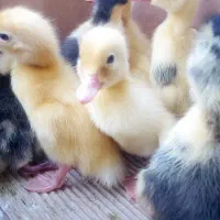 جوجه مرغ محلی