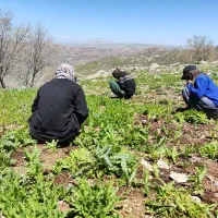 کارگر علف زنی