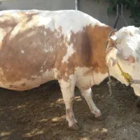 گاو ماده سیمینتال|حیوانات مزرعه|صحنه, |دیوار