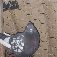 تعدادی کبوتر