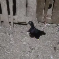 کبوتر