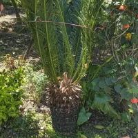 سیکاس.کاج.شمشاد