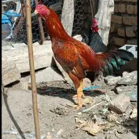 خروس لاری نوک طوطی