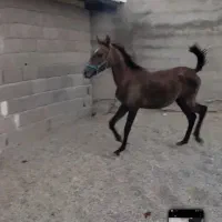 کره اسب مادیان