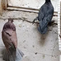 کبوتر1جفت راعبی|پرنده|خمینی‌شهر, |دیوار