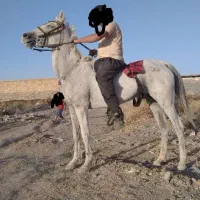 کره اسب نریان|اسب و تجهیزات اسب‌سواری|اقبالیه, |دیوار