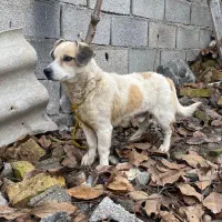 پاکوتاه معاوضه با کفتر پرشی