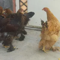 طلابخر|جواهرات|دورود, |دیوار