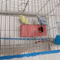 فروش مرغ عشق پروانه‌ای