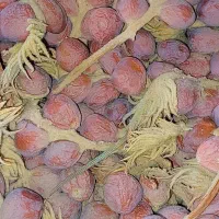 فروش بذر سیکاس