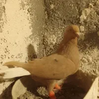 چندکبوتررنکی فروشی|پرنده|چناران, |دیوار