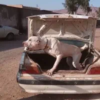 سگ نگهبان|سگ|قم, صفائیه|دیوار