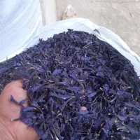 گل.‌.گاوزبا.. اشکورات