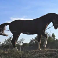 اسب نژاد کرد.|اسب و تجهیزات اسب‌سواری|خلجستان, |دیوار