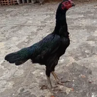 لاری مشکی اوشامو