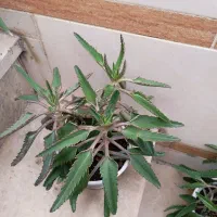 گلهای طبیعی|گل و گیاه طبیعی|خرمآباد, |دیوار