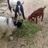 بز ماده ونر