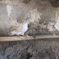 ساری گرگی کاکلی