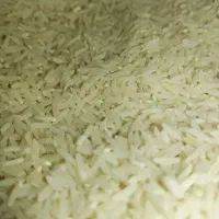 برنج فجر سوزنی گرگان اصل ( پایین تر از قیمت بازار)