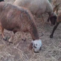 گوسفند و بره(میش و بره)