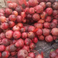 انار ربی|خوردنی و آشامیدنی|گنبد کاووس, |دیوار