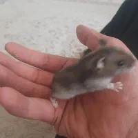 همستر