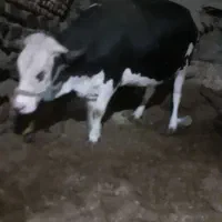 تلیسه سیمینتال