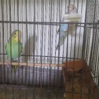 جفت مرغ عشق